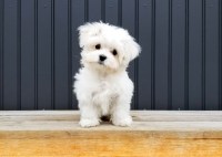 The Pros and Cons of Adopting a Puppy vs. an Adult Dog: Which is Right for You?
