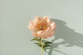 The Hidden Messages in Blooms: Exploring Flower Meanings and Symbolism