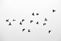 The Impact of Global Warming on Animal Migration Patterns Explained