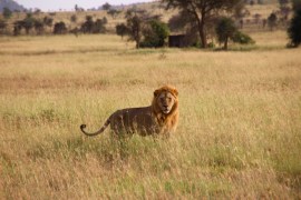 Exploring the Presence of Lions in Art and Architecture of Ancient Societies