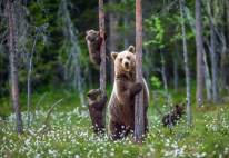 Exploring the Connection Between Sustainable Travel and Wildlife Protection