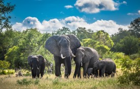 Exploring the Evolution of Elephant Conservation Efforts Worldwide